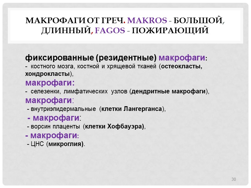 Макрофаги от греч. makros - большой, длинный, fagos - пожирающий 30 фиксированные (резидентные) макрофаги: